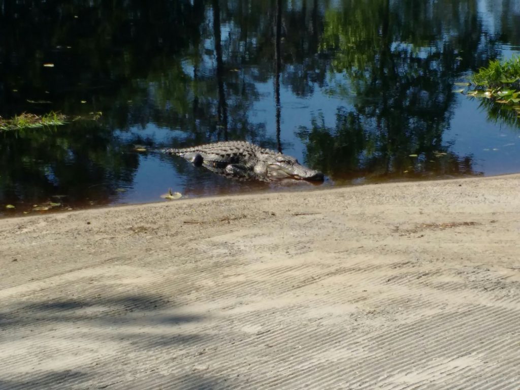 alligator on ramp