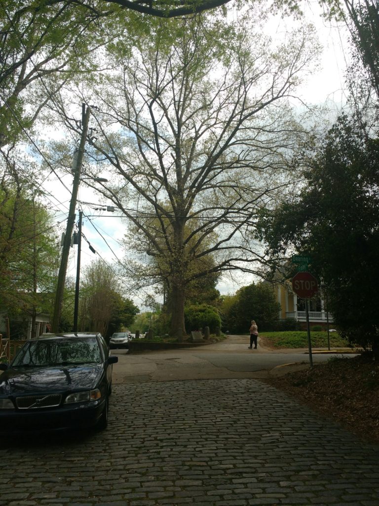 Tree that owns itslef in Athens, GA