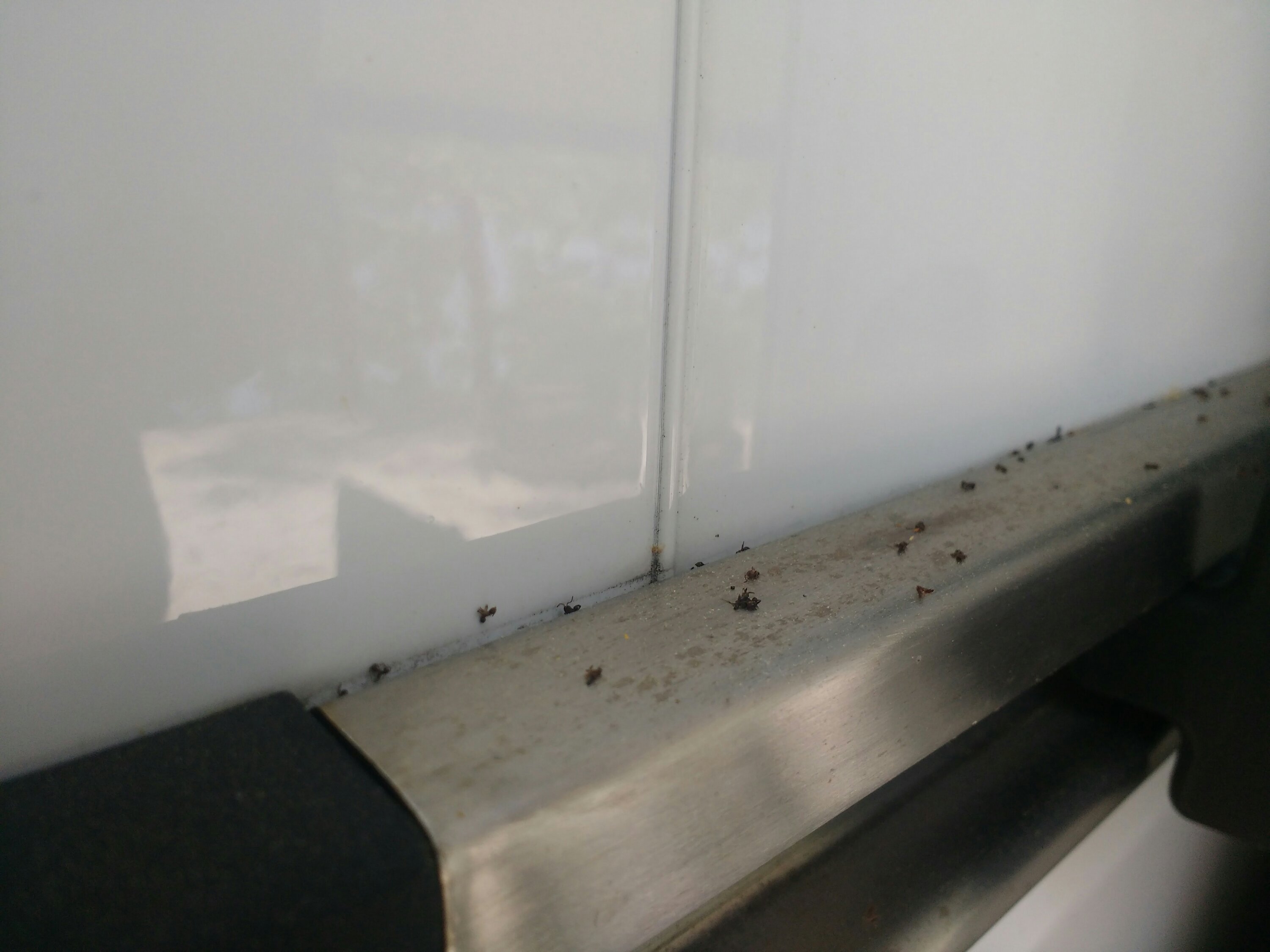Dead ants on the slider traxk