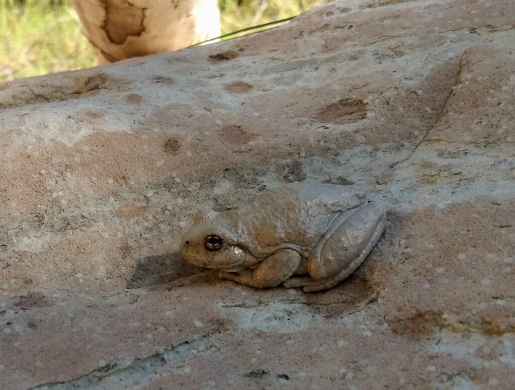 Frog at Zion