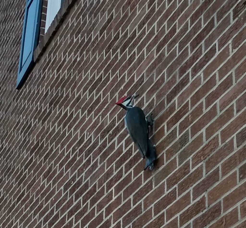 Bird sculpture in Summerville
